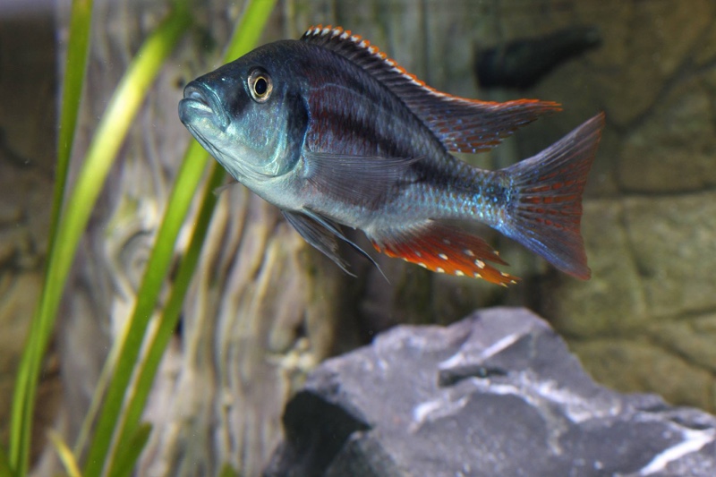 Dimidiochromis strigatus